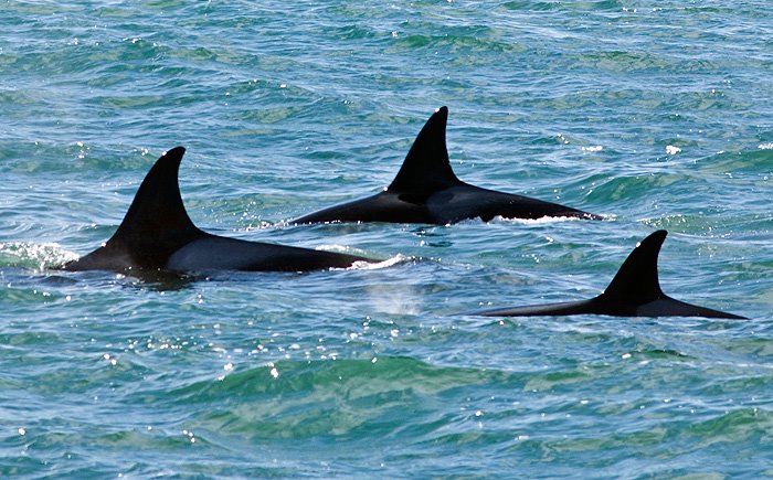 Orcas en Peninsula Valdes Orcas en Península Valdés