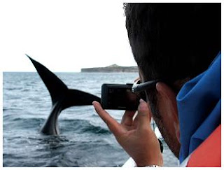 foto desde un avistaje de ballena en Península Valdés