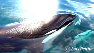 Orcas en Puerto Pirámides Península Valdés