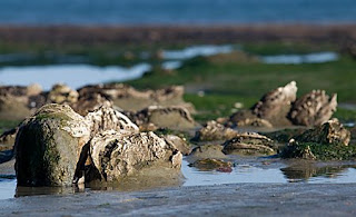 Fosiles de Ostras en las Restingas de Península Valdés en una playa cercana a Puerto Pirámides