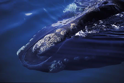 Foto identificación de Ballenas Franca Austral desde las embacaciones de Avistaje de Ballena Foto identificación de Ballenas Franca Austral desde las embacaciones de Avistaje de Ballena