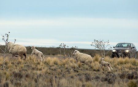 Travel tips and review of transportation options for Patagonia Argentina