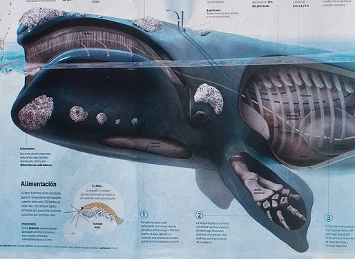 Mamiferos marinos ballena franca