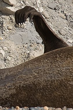 aleta pectoral del elefante marino