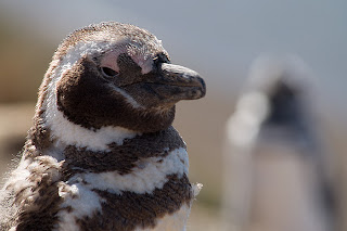 Pingüino en Caleta Valdés