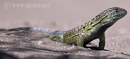 Gecko en Caleta Valdés