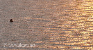 Una ballena salta al atardecer en la inmensidad del Golfo Nuevo