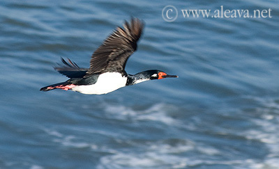Cormorán Roquero en las cercanias de la playa El Doradillo Cormorán Roquero en las cercanias de la playa El Doradillo