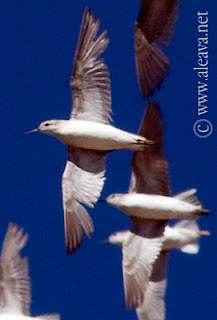 Falaropo Tricolor - Ave migratoria de Península Valdés