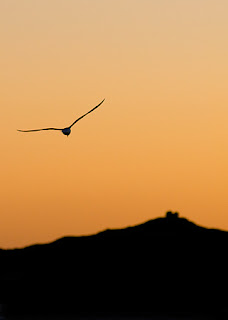 Gaviota volando hacia la Punta Pirámide a contraluz en un increible atardecer