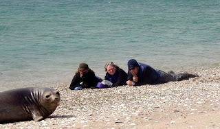 Observando un elefante marino, que emergió en la playa donde acampaban
