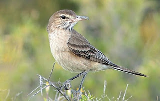 Caminera Común en Península Valdés Pájaro de Sudamerica