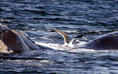 Ataque de Gaviota y la ballena en posición de Galeón Ataque de Gaviota y la ballena en posición de Galeón