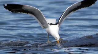 Gaviota picoteando el lomo de una ballena en Península Valdés