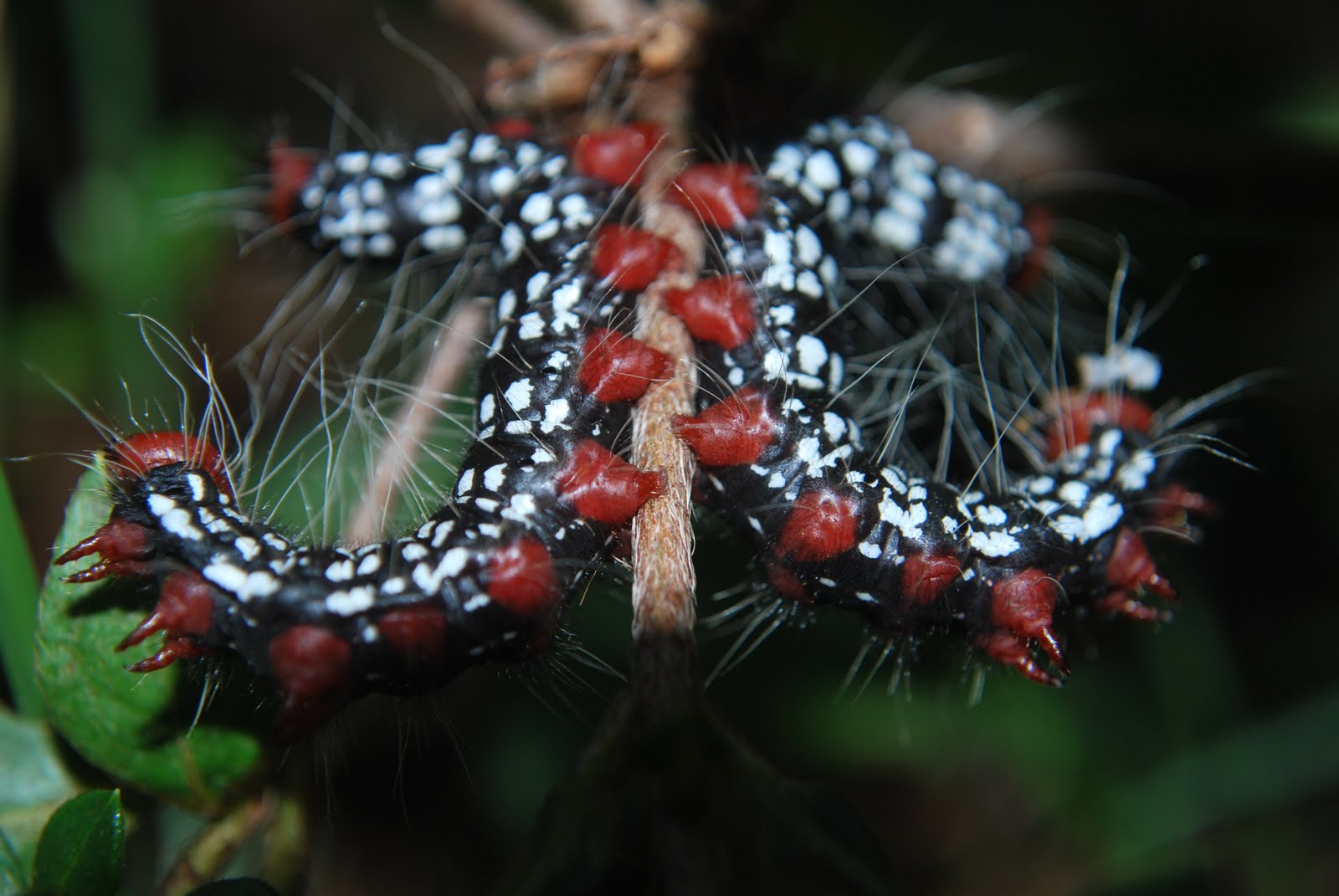 Gardening in Mississippi: Pest Alert:Attack of the Azalea Caterpillar
