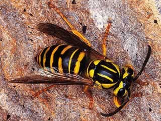 Edmonton's NewBees: Wasps