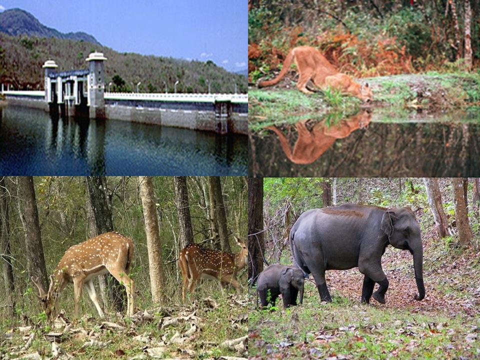 [Parambikulam+Wildlife+Sanctuary+2.jpg]