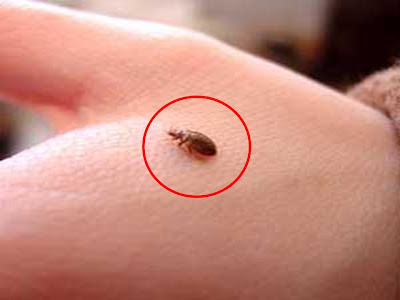 bed bugs thailand