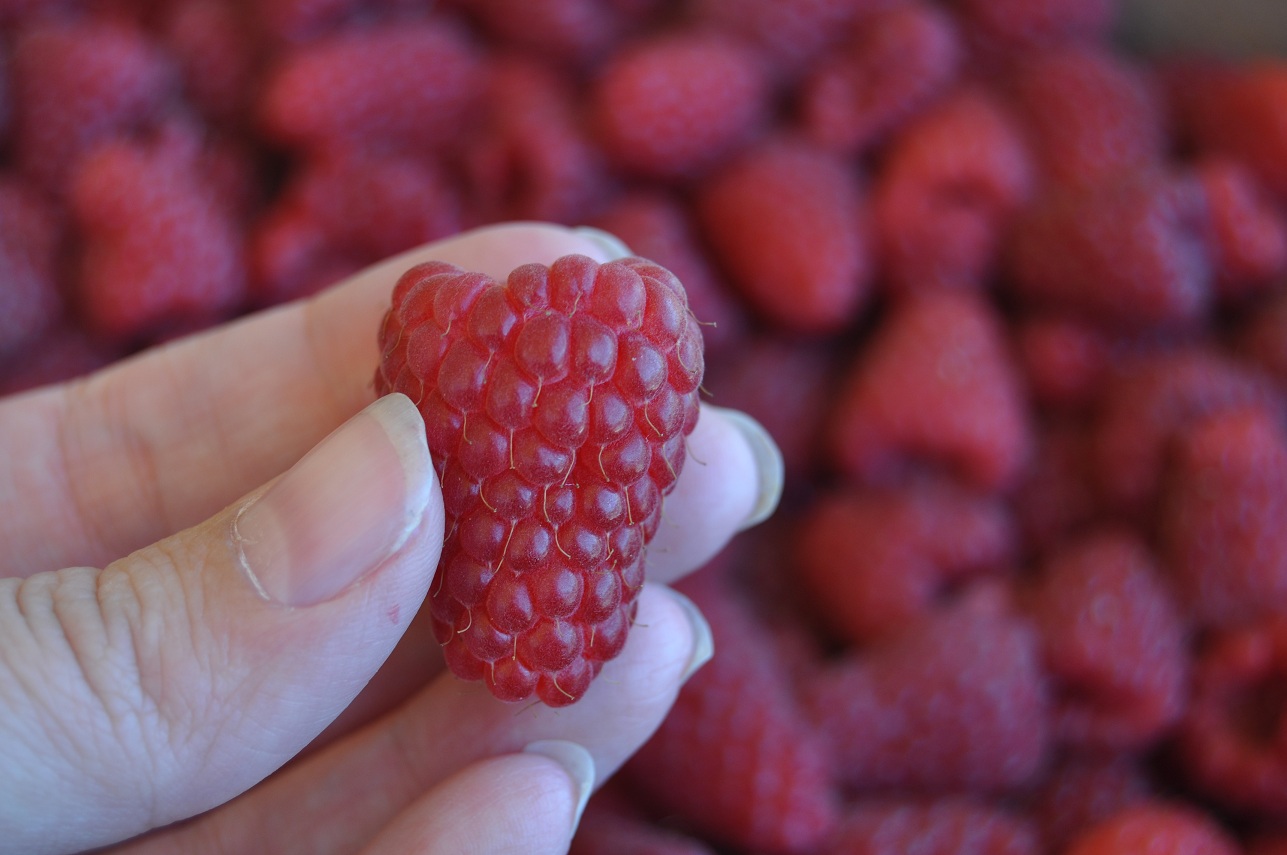 triple berry jam | Little Birdie Secrets