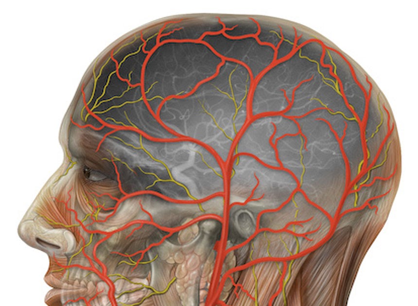 Церебральные сосуды головного мозга что это. Артерии головы. Кровоснабжение головы. Сосудистый шум в голове