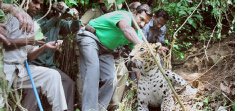 [Forest+officials+trap+leopard.jpg]