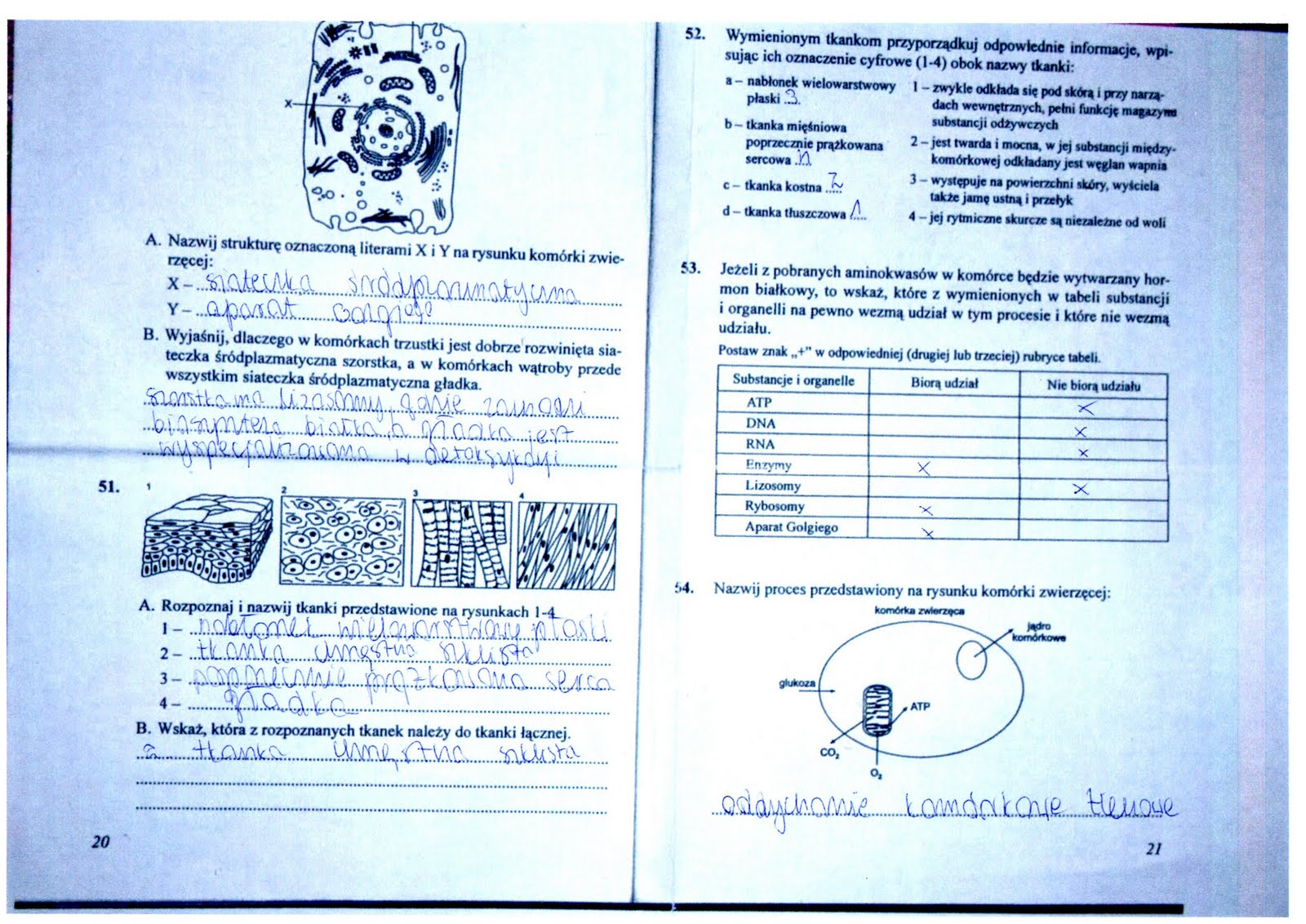 Sprawdzian Z Biologi Klasa 6 Dzial 4