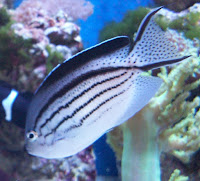 fish in our reef tank part 2 genicanthus angels the perfect reef