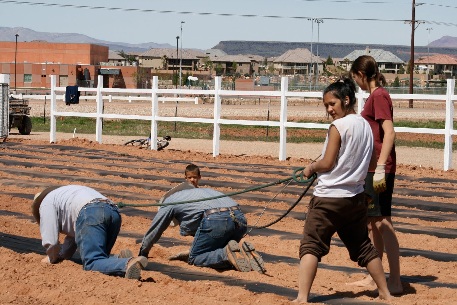 mule dealers near me
