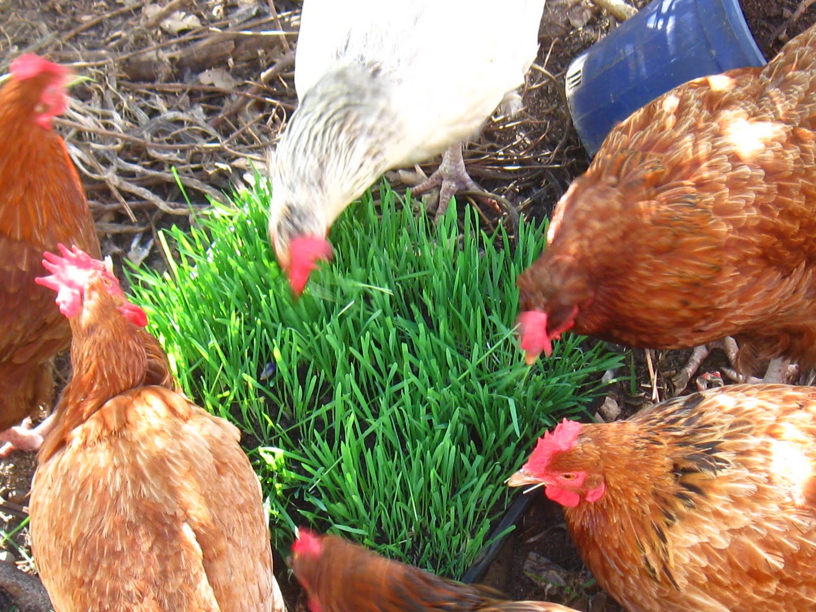 Growing green chickens