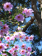 Tree dahlia