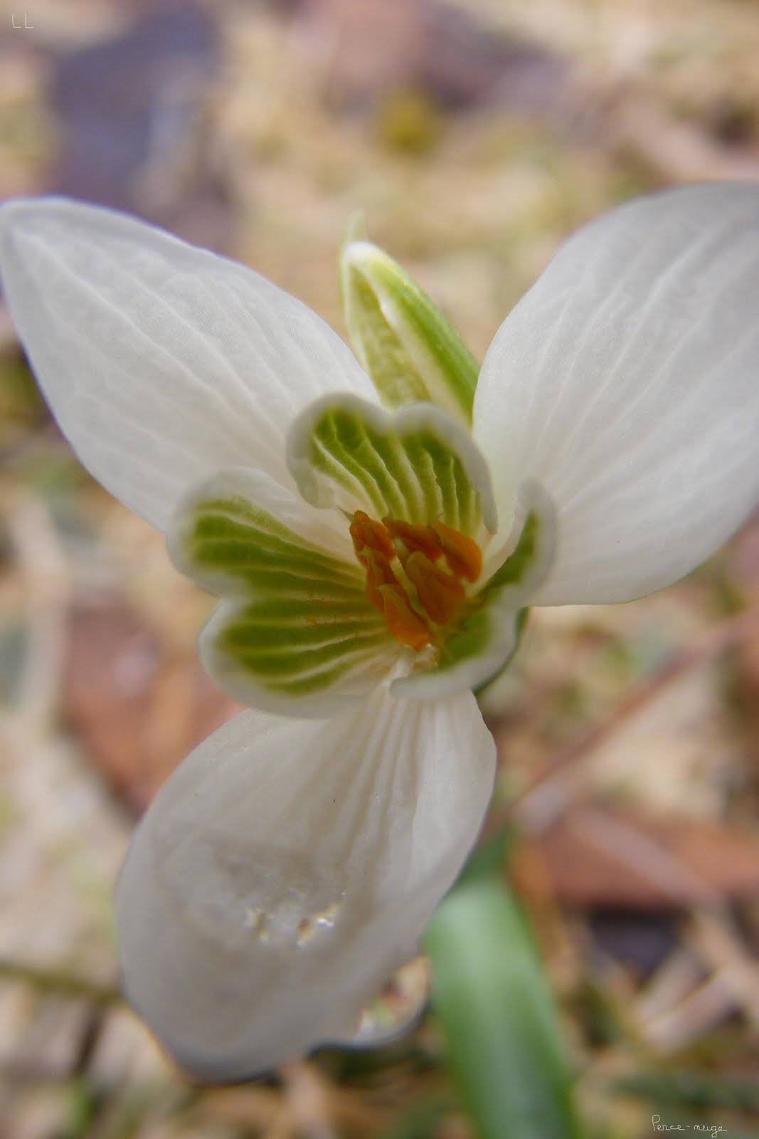 [Perce-neige+ouvert.JPG]