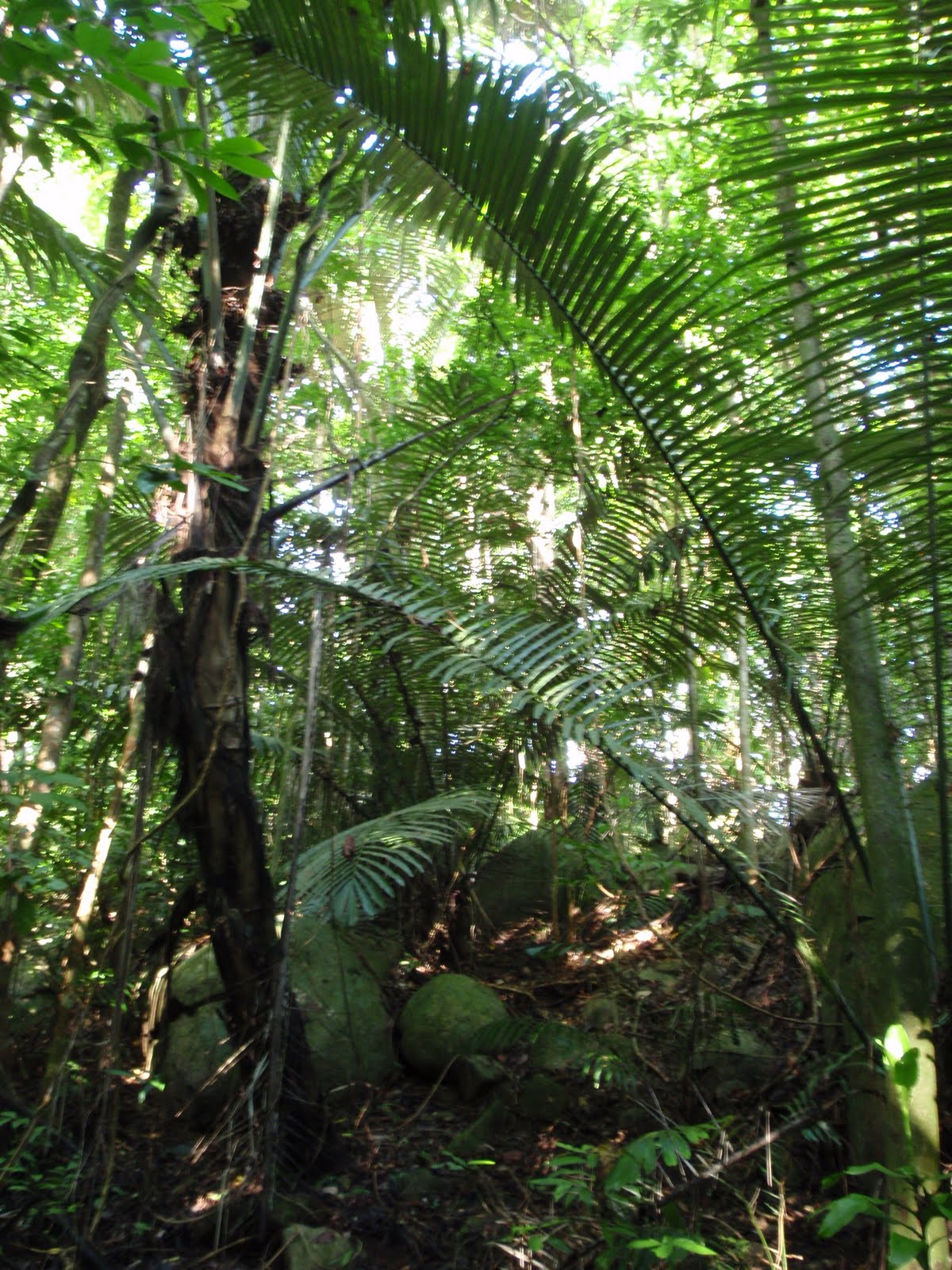 BUANASENI: TROPICAL RAINFOREST