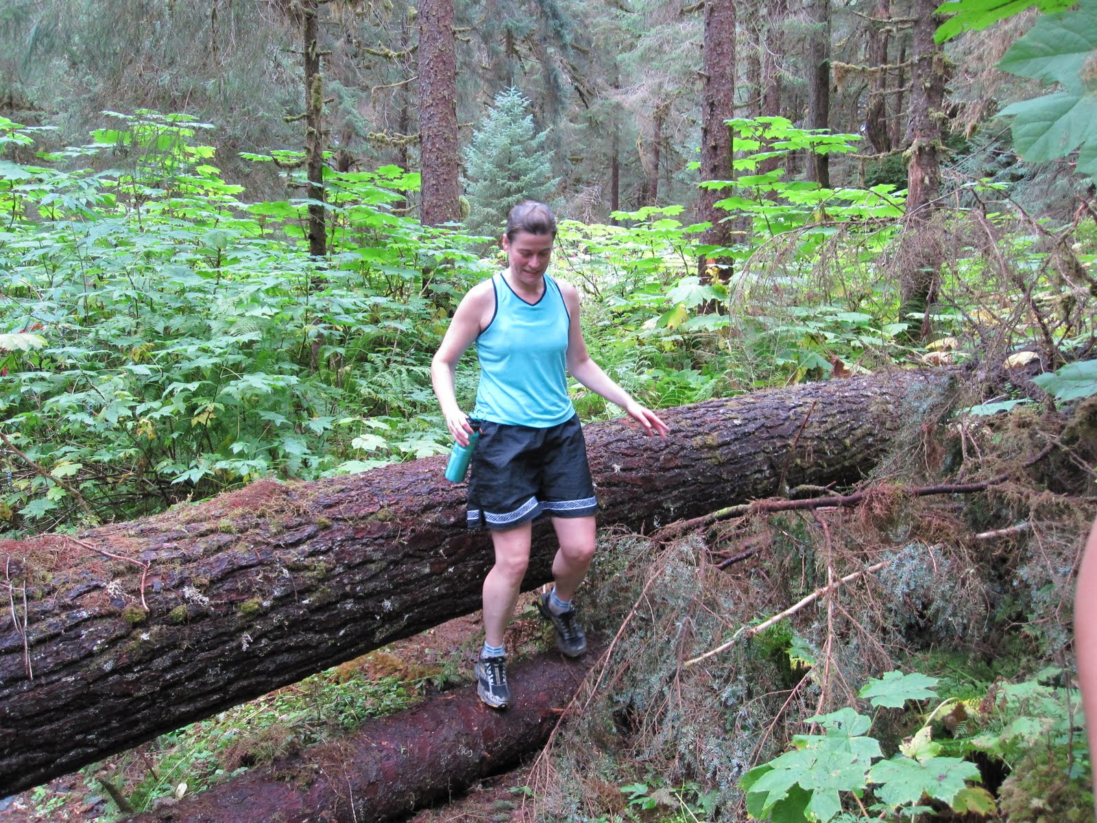 Running with Bears: Windfall to Montana Creek: Brown Bear Country