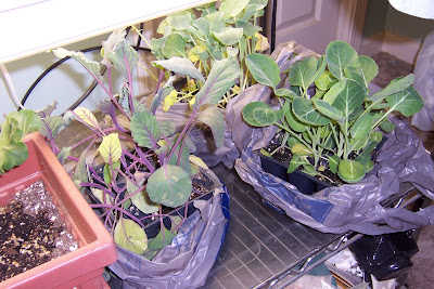 In the Garden: Vegetable Garden Update-February 09