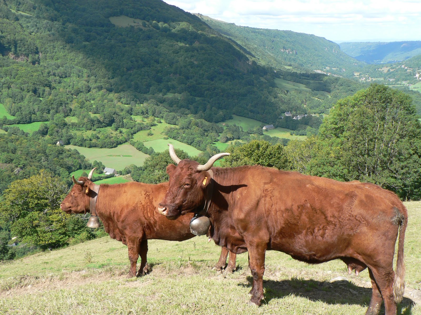 Красная Датская порода коров фото. Бульпени бикбули. Cattle Pro.