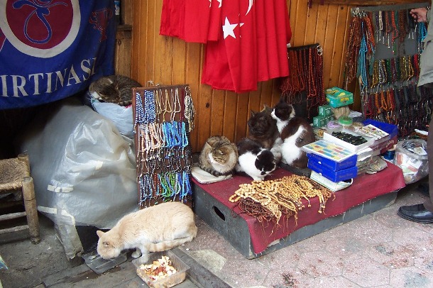[bazaar+cats.jpg]