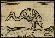 [Horapolo+ibis...jpg]
