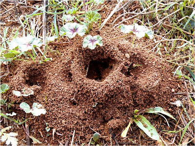 hormigas hormigueros hormiga tierra osos viven nidos hbitat hacen tambin
