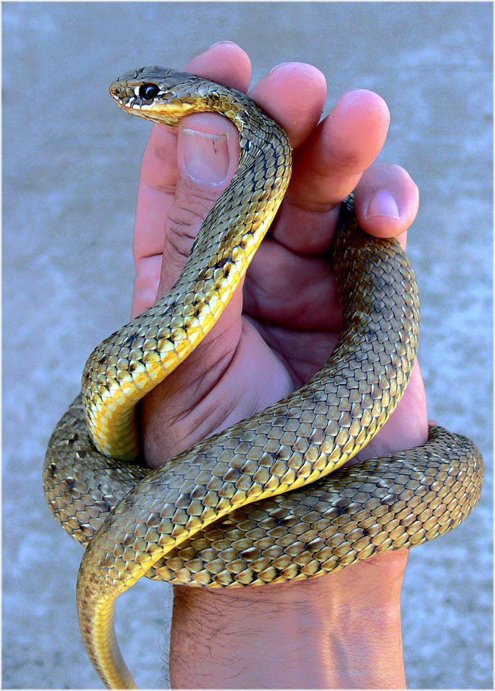 Новое желтобрюхов. Malpolon monspessulanus. Ящеричная змея (Malpolon monspessulanus). Желтобрюх змея. Золотой полоз.