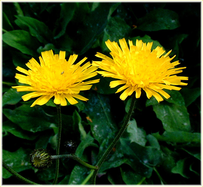 FOTO NATURA HUESCA 2 HIERACIUM CERINTHOIDES Linnaeus 1753 hieracium