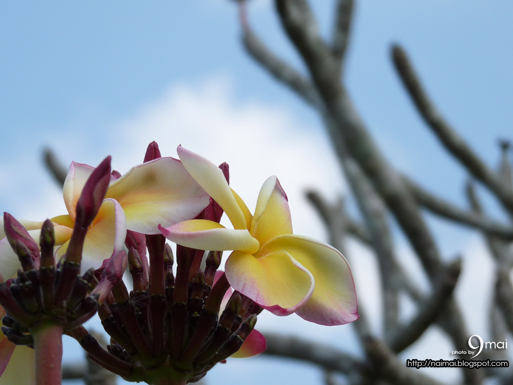 [9mai-flower-hn001.JPG]