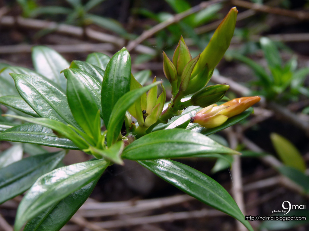 [9mai-flower-mht004.JPG]