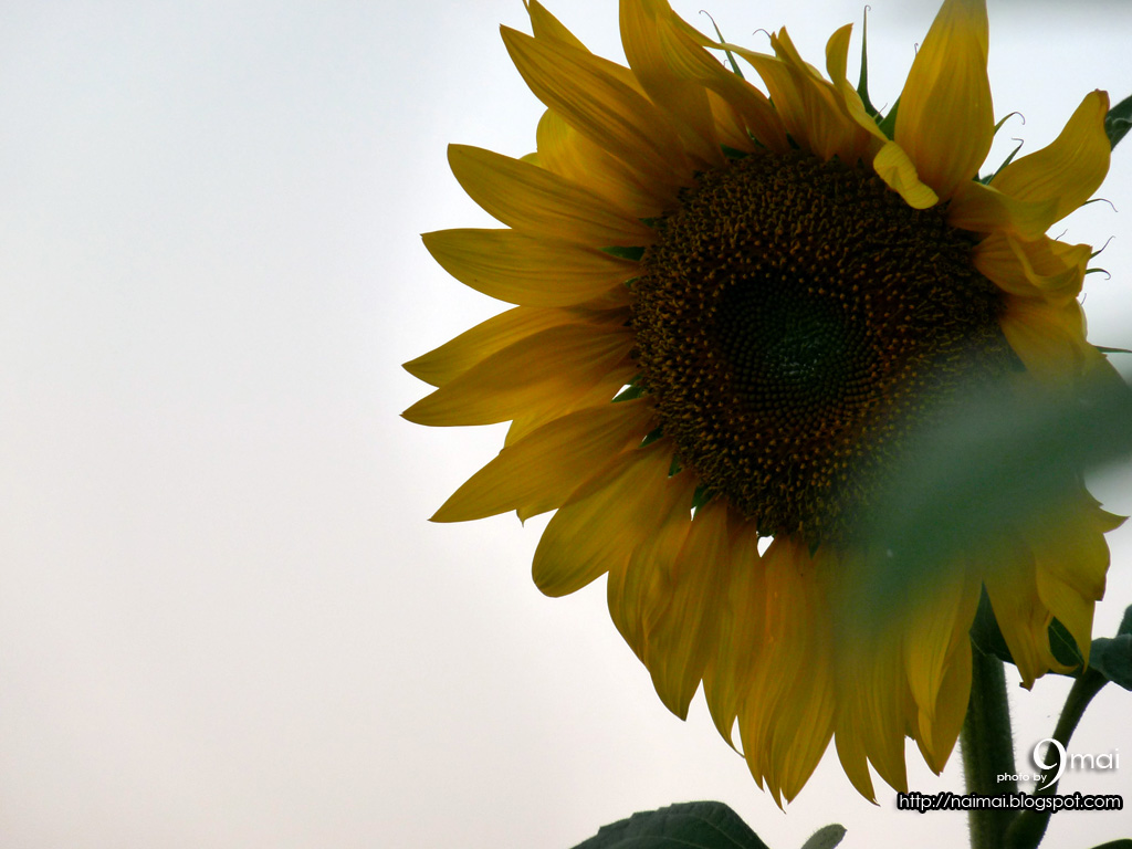 [9mai-flower-hn008.JPG]