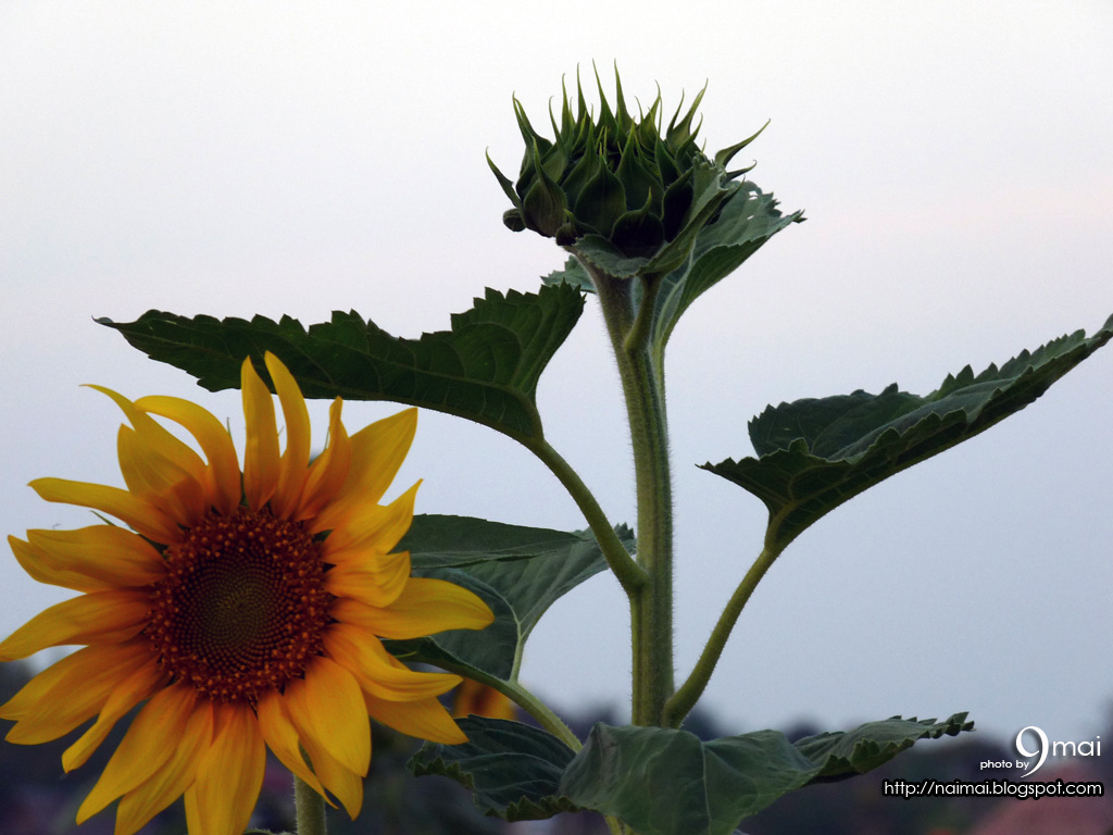 [9mai-flower-hn012.JPG]