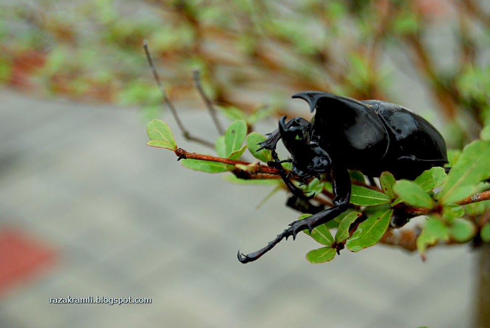 Fotografi merakam sejarah Kumbang Tanduk  