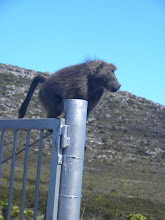 baboon  chillin on the entrance to the Cape of Good Hope