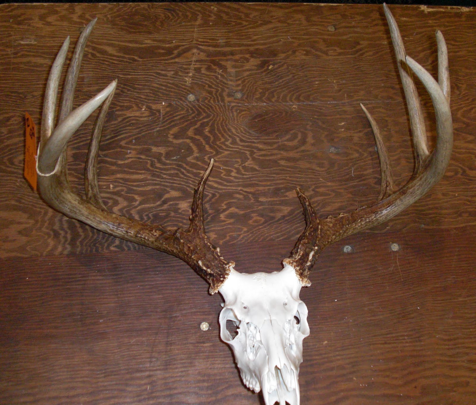 Lowcountry outdoors Palmetto Sportsman Classic Antler Scoring