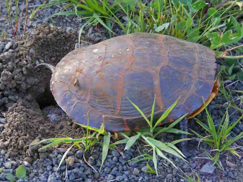 Life at the Annapolis Royal Marsh Painted Turtle Eggs