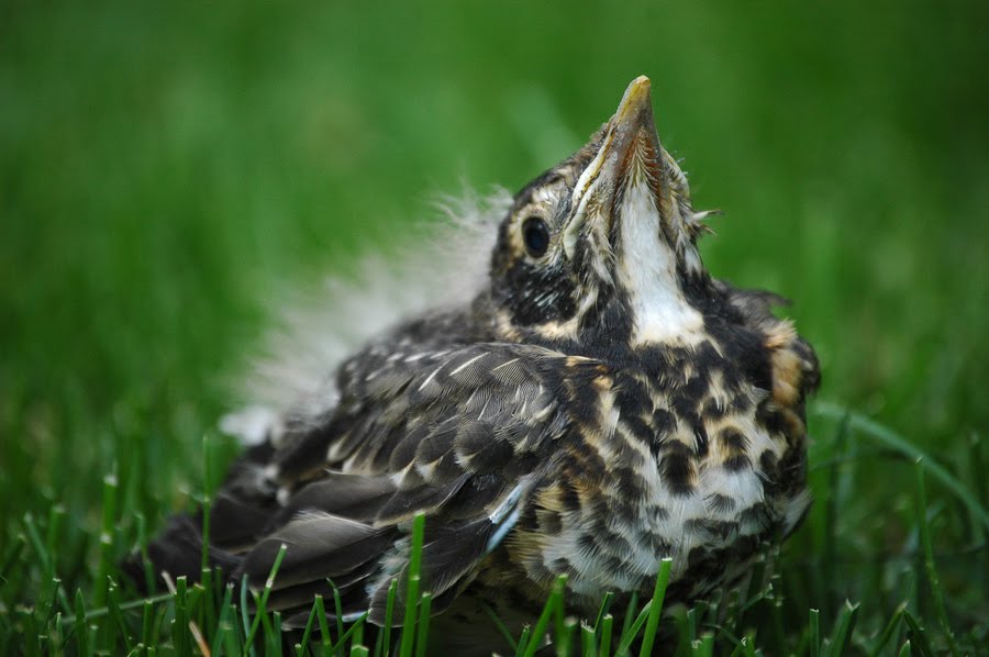 Cleveland Magazine Back away from the baby animal
