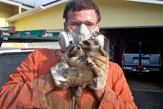 All City Animal Trapping: Box elder county utah animal trapping, weber ...